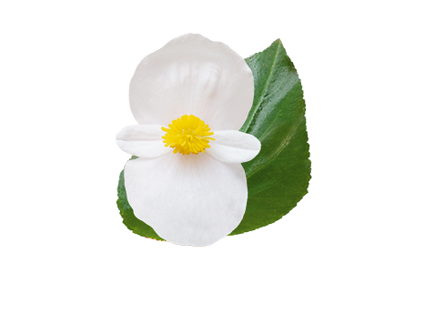 Begonia x benariensis F₁ BIG® DeluXXe® White Green Leaf | Benary